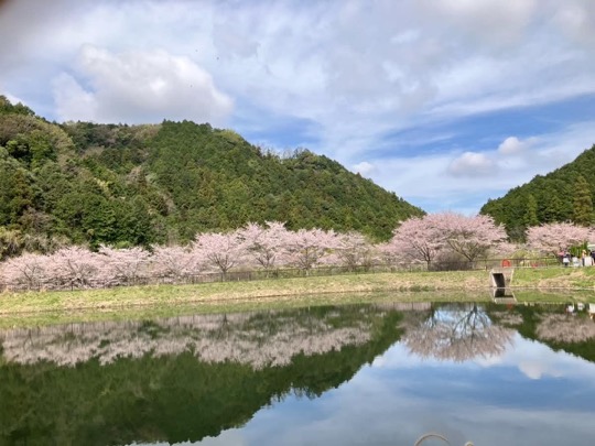 水面に映る桜と里山。いぶきヴィレッジの春の風景