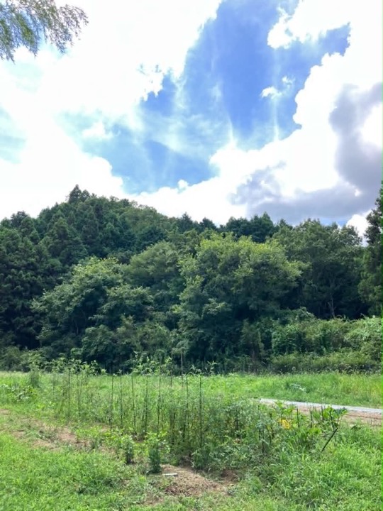 夏空と里山を背にした、しずく農園の畑