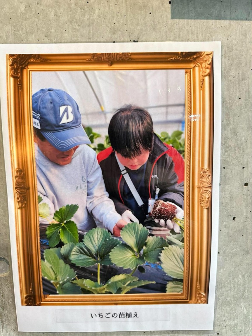 ハウスの中でいちごの苗を植えるキャストとスタッフ
