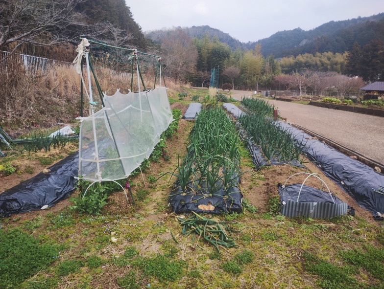 うねが整然と並んだしずく貸農園の区画