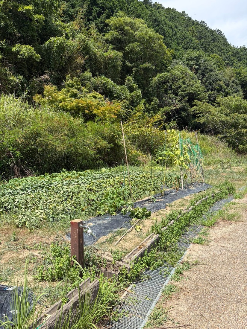 畑のすぐ横に立つ、蛇口の付いた水道の支柱